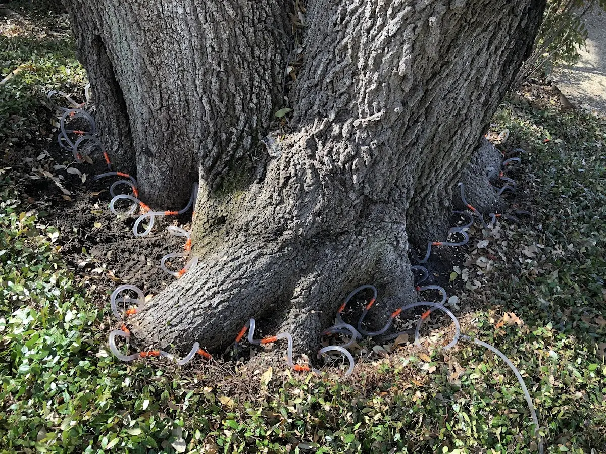 Detailed Tree Cabling and Bracing job site in Steeles Tavern