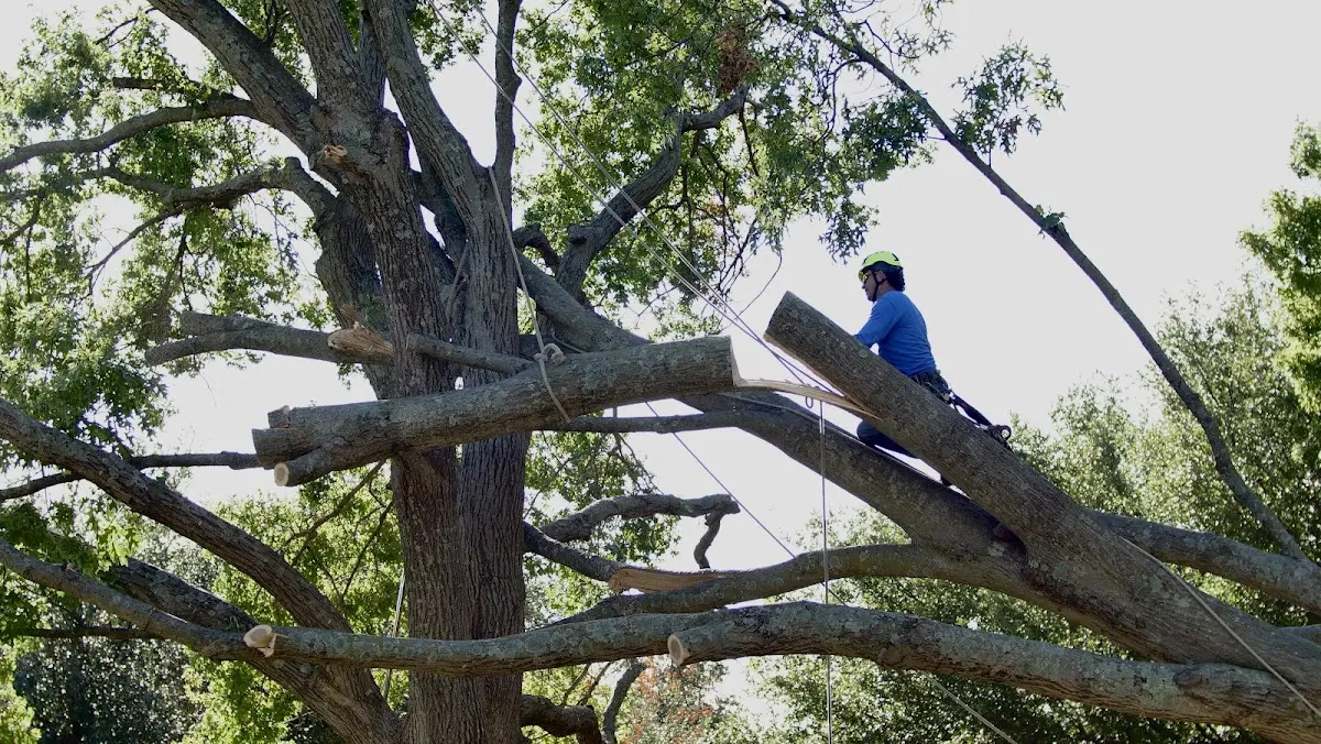 Professional Crown Thinning performed by certified arborists in Steeles Tavern